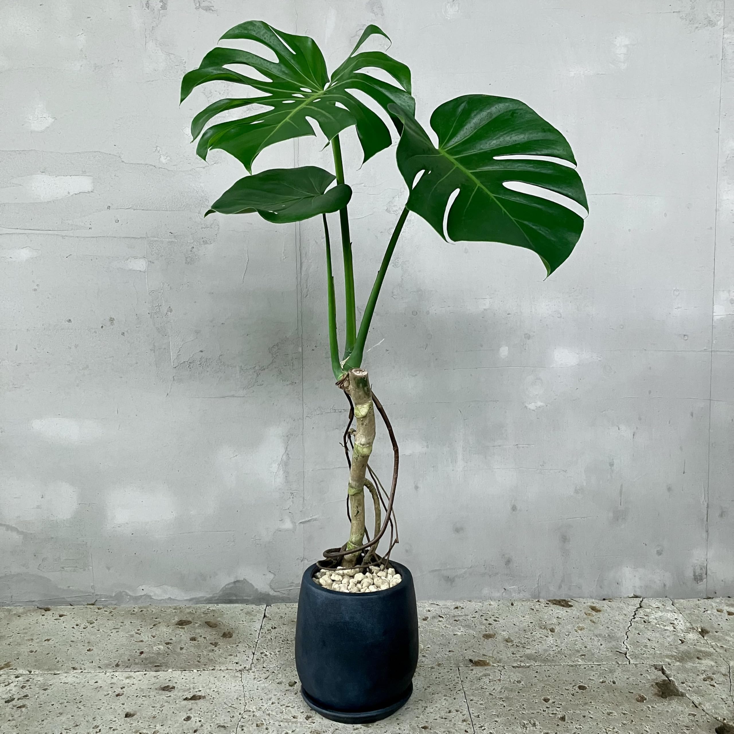 Amazon｜SUZUHA 観葉植物 本物 根上り モンステラ デリシオーサ